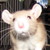:iconninjabread-devil: