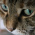 :iconninjacatiswatching:
