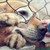 :iconninjacookie116: