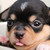 :iconninjacutiewinry6666: