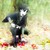 :iconninjadetective: