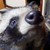 :iconninjatanuki: