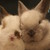 Ninsu :iconninsu:
