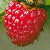 :iconniobe1911: