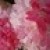 :iconniqool: