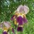 nirvanaunplugged :iconnirvanaunplugged: