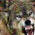 :iconnirvelli-v: