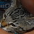 :iconnitafofita: