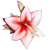 :iconnitemarelily: