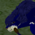 :iconniub221: