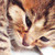 :iconniucha93: