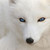 :iconnixalink: