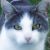 :iconnj39: