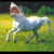 :iconnmil2526: