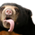 :iconnnedbedb: