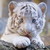 :iconnnsrescuecenter: