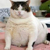 :iconno-bull: