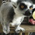 :iconnoa225: