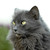 :iconnobie007: