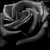 :iconnocturnales: