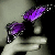:iconnocturnus-wing: