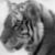 :iconnoctustigris: