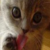 :iconnoelcatplz: