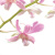 :iconNoIdenityK: