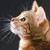 :iconnoimnotobsessed: