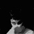 :iconnoir-hoar: