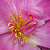 :iconnoirangel1708: