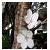 :iconNoire-et-Blanche: