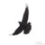 :iconnomadcrow: