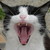 :iconnomnomsforkiba: