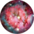 :iconnoohohicant: