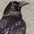 :iconnordicraven: