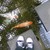 :iconnormajeanbeausoleil: