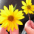 :iconnormajeanrose: