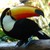 :iconnorman-arepu: