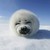 :iconnornianna: