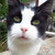 :iconnorskskogkatt: