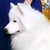 :iconnorth-starr-kennels: