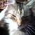 :iconnorthanchick: