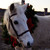 :iconnorthernbaystables: