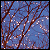 :iconnorthernsky: