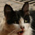 :iconnorwegianbadger: