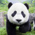 :iconnorwegianpanda: