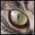 :iconnosaintoclock: