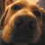:iconnosedog2006: