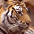 :iconnosferatucat: